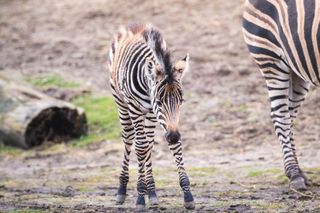 W ZOO Wrocław urodziła się nowa zebra