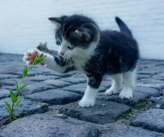 Jak rozmawiać z kotami? Opublikowano bardzo ciekawe wyniki badań 