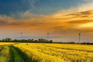 Pola rzepaku na południu Gdańska [ZDJĘCIE DNIA]