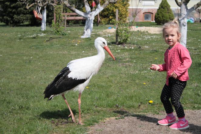 Gustaw wrócił do domu po pieciu latach 