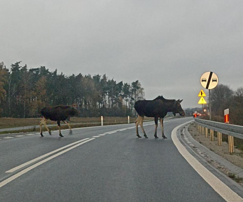 Kujawsko-pomorskie. Samochód po uderzeniu w łosia wpadł do stawu. Trwa akcja ratunkowa!