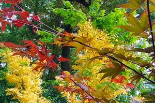 Ogród Botaniczny w Zabrzu zachwyca jesiennymi kolorami. Sami zobaczcie!