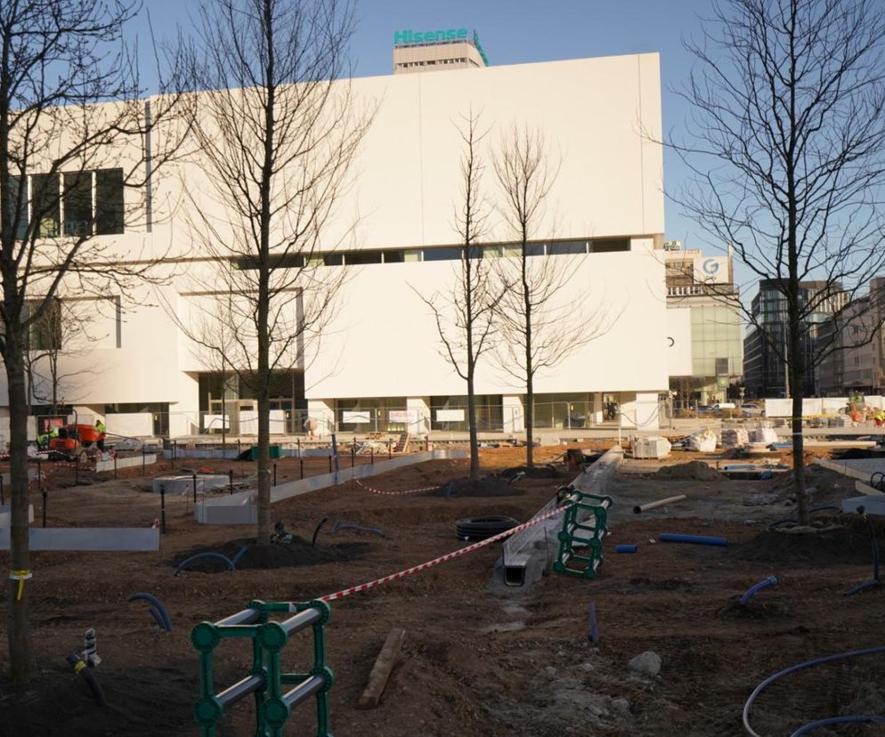 Drzewa na placu Centralnym