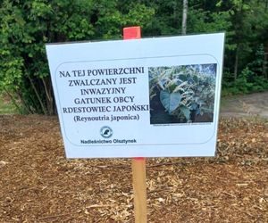 Inwazja obcych w woj. warmińsko-mazurskim. Te gatunki niszczą ekosystem