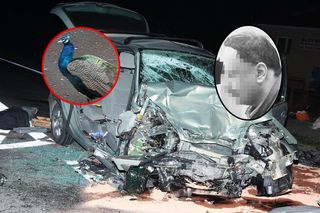 Szymon jechał odebrać swojego wymarzonego pawia. Zginął w tragicznym wypadku
