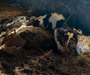 Zagłodził stado krów, a także kury