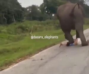 Turysta chciał selfie ze słoniem. Gorzko tego pożałował