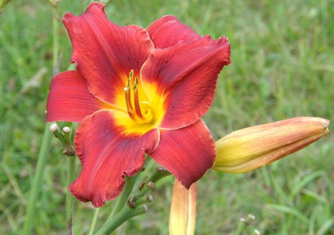 Liliowiec 'Maksymilian Kolbe'
