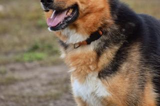 Ofelia na dom czeka w COZ