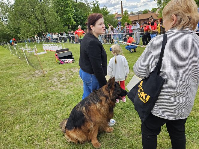 Festiwal Przyjaciół Zwierząt w Olsztynie. Park Centralny opanowały radosne pieski