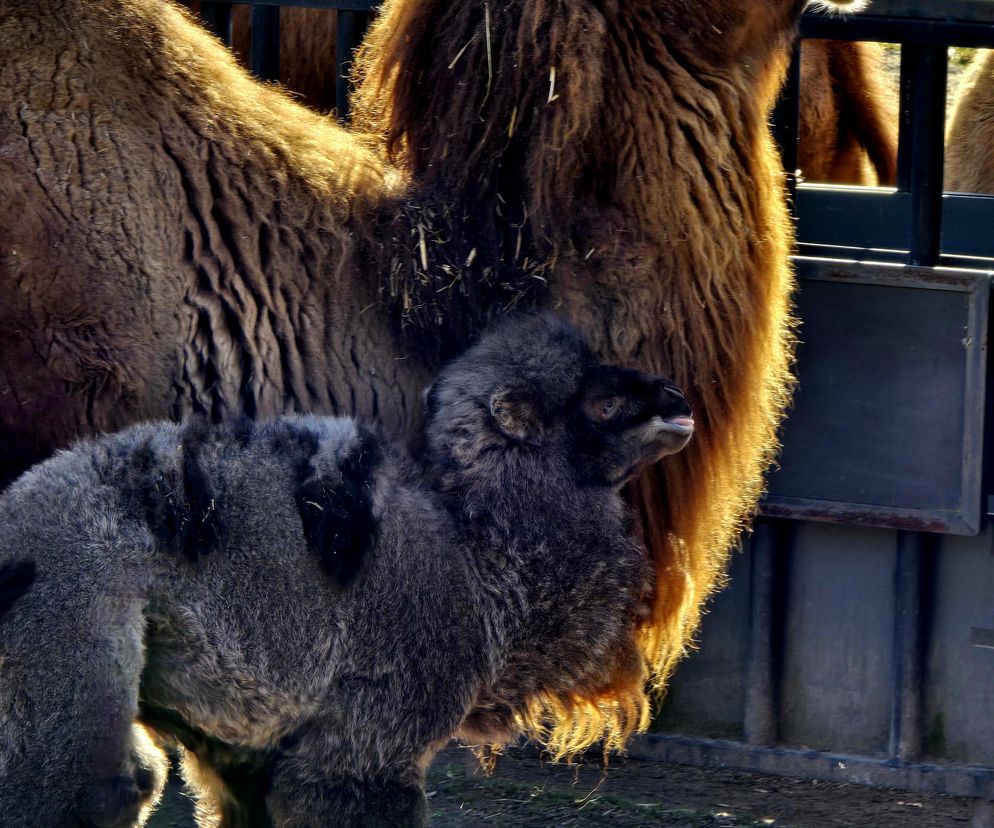 Ach wiosna! W chorzowskim zoo urodził się wielbłąd Franek