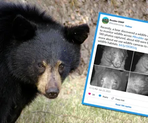Influencerzy mogą się od niego uczyć. Niedźwiedź zrobił sobie 400 selfie!