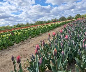 To jedyne takie pole tulipanów na Pomorzu. Tutaj sam zerwiesz kwiaty i weźmiesz je do domu!
