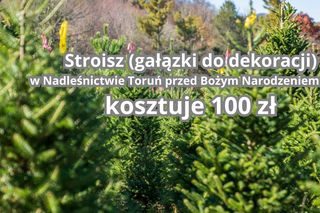 Tu sprzedają najtańsze choinki w województwie kujawsko-pomorskim. Można wybrać samemu!