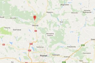 Dąbrówka Leśna: Pięć osób zginęło w zderzeniu dwóch aut