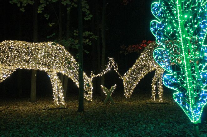 Byliśmy na otwarciu Lumina Park 2024 w Zamku Topacz