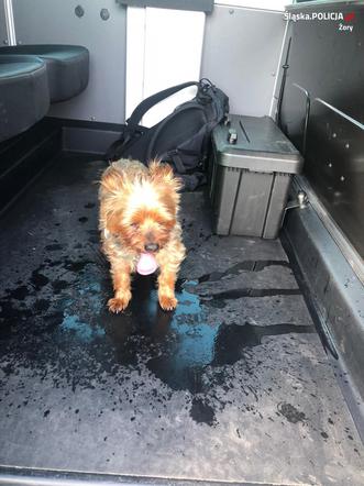 Śląskie: Zostawili psa w nagrzanym samochodzie i poszli sobie na gofry. Czworonoga uratowali policjanci