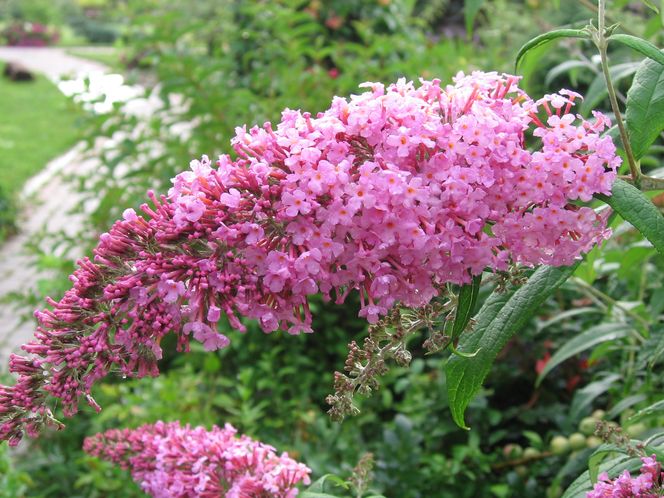 Budleja Dawida (Buddleja davidii) 