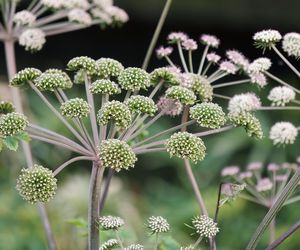 Ta roślina to naturalny środek antydepresyjny. Podniesie odporność i uspokoi
