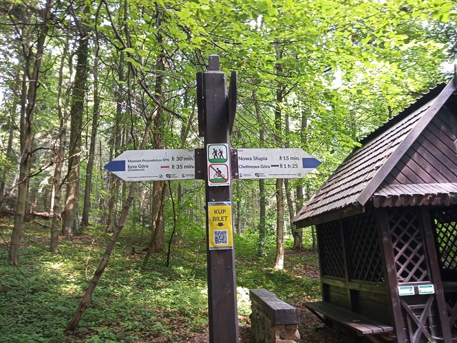 Nowa Słupia, Puszcza Jodłowa i Święty Krzyż