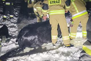 Koń wpadł do skutego lodem stawu. Konieczna była pomoc strażaków