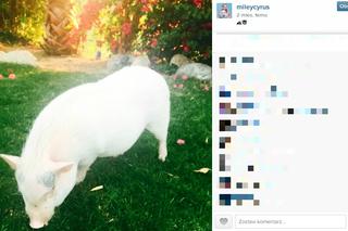  Miley Cyrus nago z prosiaczkiem na okładca Paper. Prawie jak Kim Kardashian...