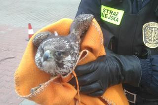 Ranny sokół wędrowny na Jeżycach. Uratowali go strażnicy miejscy