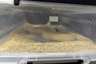 37-latek sprzedawał w Krakowie węże. W jego mieszkaniu policjanci znaleźli martwe gady