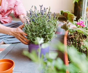 Kwiaty na słoneczny balkon