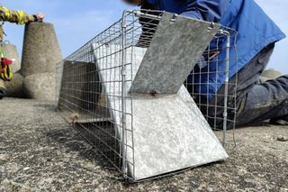 Pies uwieziony na falochronie.