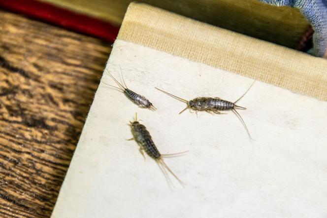 Rybiki - jak się pozbyć