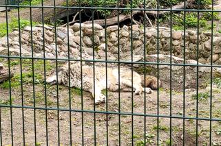 Sjesta w białostockim zoo. Zwierzęta leniuchują po obiedzie [WIDEO]
