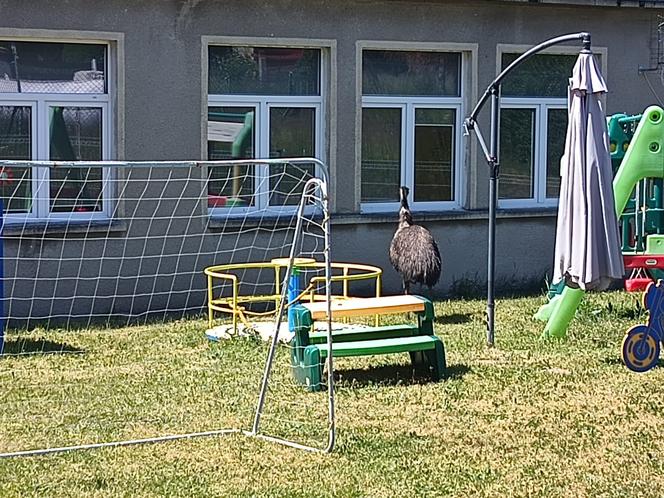 Prawdziwy emu na terenie szkoły pod Sulęcinem. Dzieci bały się wyjść na dwór [ZDJĘCIA].