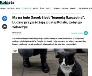 Kot Gacek ze Szczecina