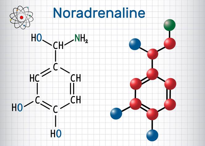 Noradrenalina - neuroprzekaźnik i hormon