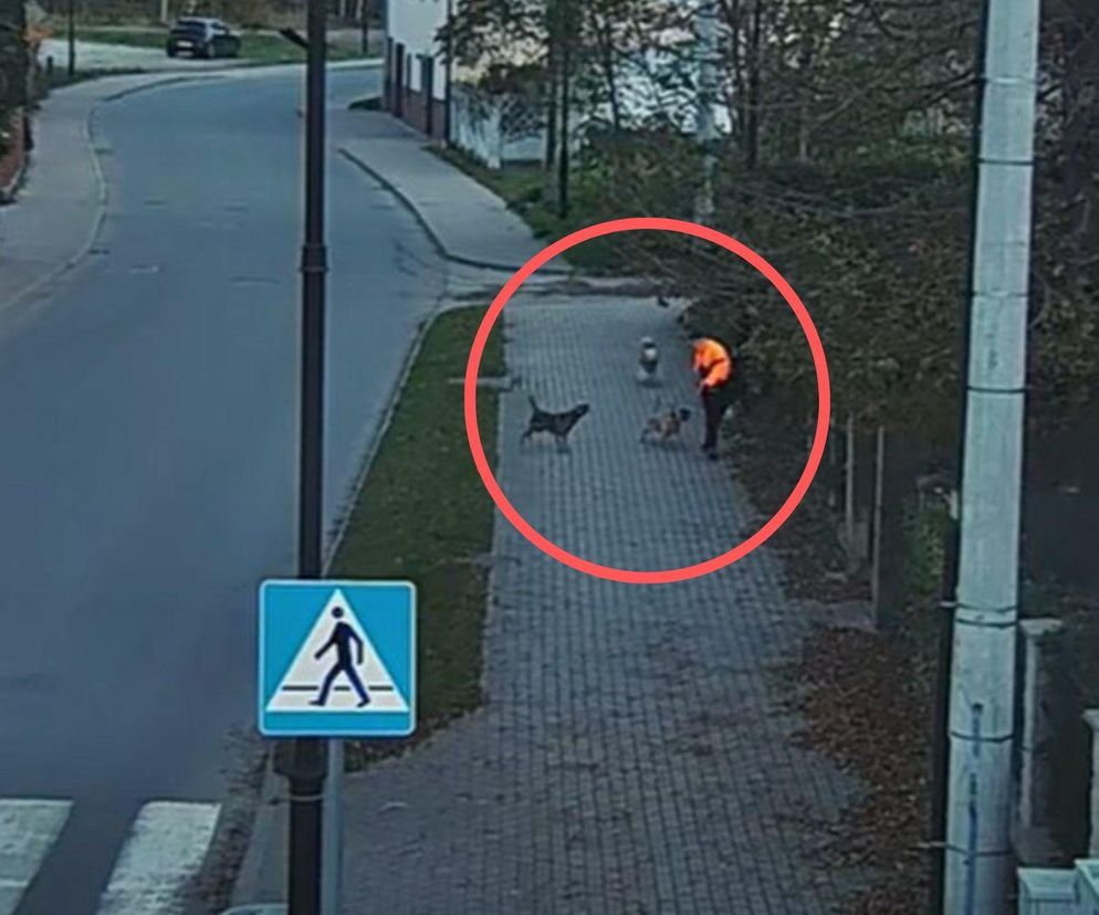 Trzy psy zaatakowały chłopca. Nagranie z Bogatyni przeraża 