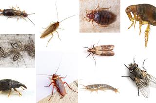 Robaki w domu: najczęściej atakujące insekty domowe. Widzisz je u siebie?