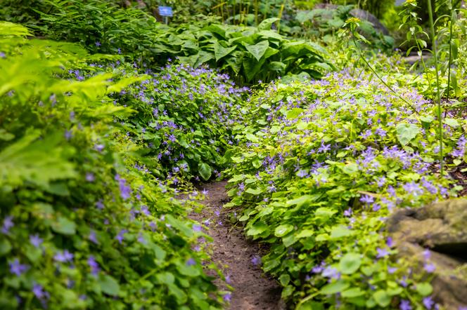 7 najładniejszych ogrodów botanicznych w Polsce. Kiedy je odwiedzić i gdzie są?