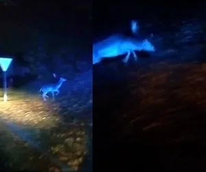 Policjanci eskortowali jelenia do lasu. Zwierzę biegało w centrum miasta [WIDEO]