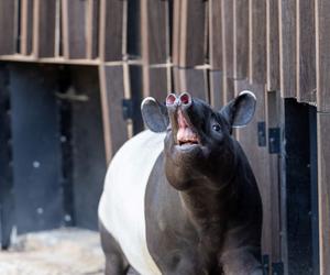 Tapir Willy nowym mieszkańcem Orientarium w Łodzi