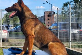 Policjanci i ich psy służbowe walczyli o tytuł! Kto okazał się najlepszy?