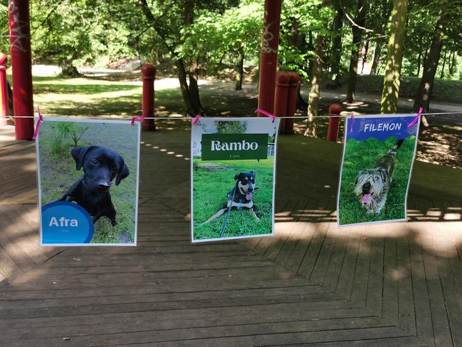 Świętowali Dzień Psa w kaliskim Parku Miejskim