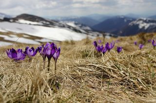 Gdzie na krokusy w Małopolsce? Te wyjątkowe kwiaty można spotkać nie tylko w Tatrach [GALERIA]