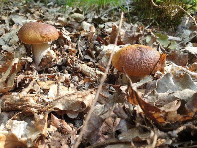 Grzyby już wychodzą z lasu