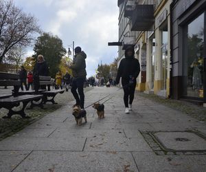 Wielki marsz adopciaków w Radomiu