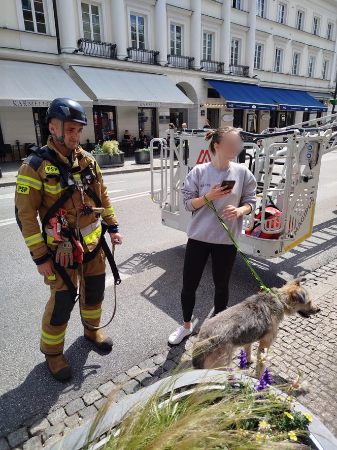 Niezwykła akcja strażaków na Nowym Świecie. Pies hasał po dachu kamienicy