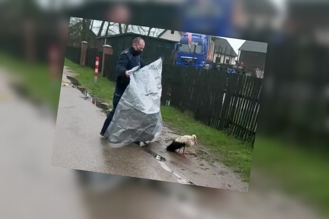 Ranny bocian leżał na drodze. Z pomocą ruszyli policjanci z Rucianego - Nidy