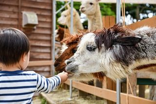 Będą koty, psy, alpaki, a nawet dinozaur! Zbliża się Zoopark