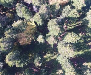 Nadleśnictwo Krasiczyn planuje wyciąć ponad 260 drzew. Nie wszystkim się to podoba