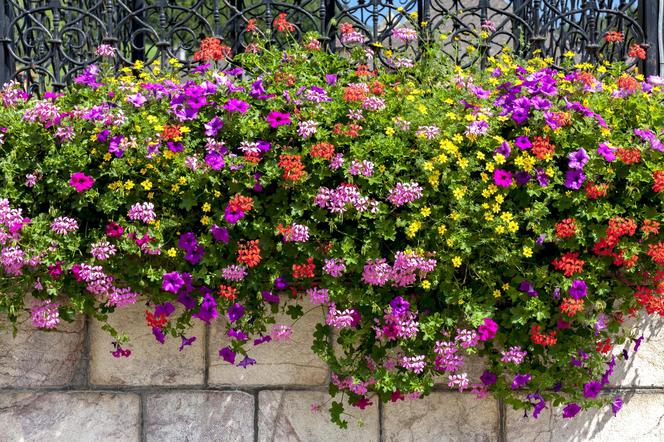 Jak zimować pelargonie?